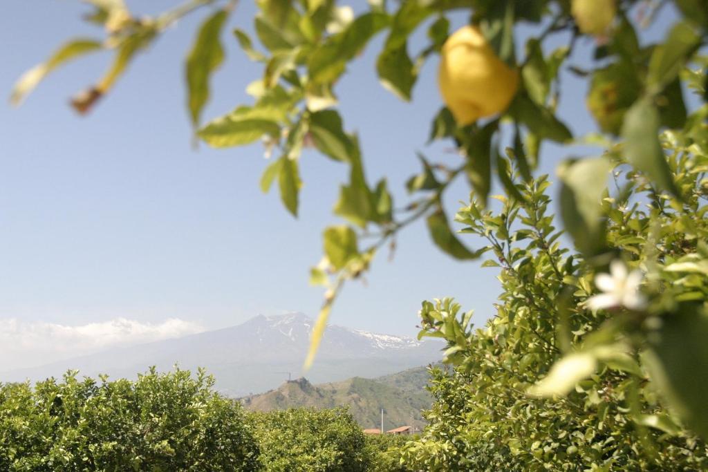 Sole Trappitello